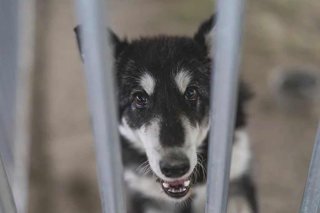 Laki Mancs Állatvédelmi Egyesület, LakiMancsÁllatvédelmiEgyesület, Lakitelek