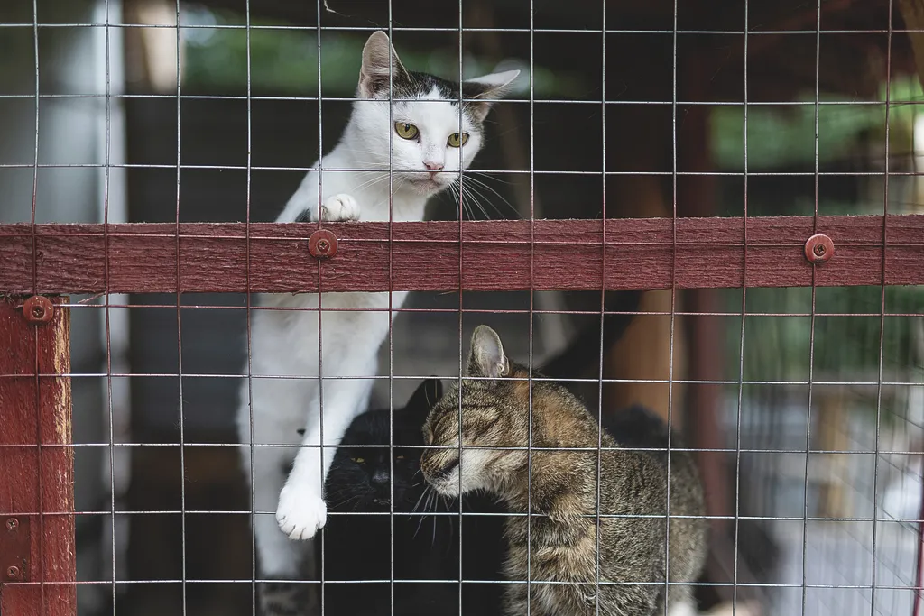 Laki Mancs Állatvédelmi Egyesület, LakiMancsÁllatvédelmiEgyesület, Lakitelek