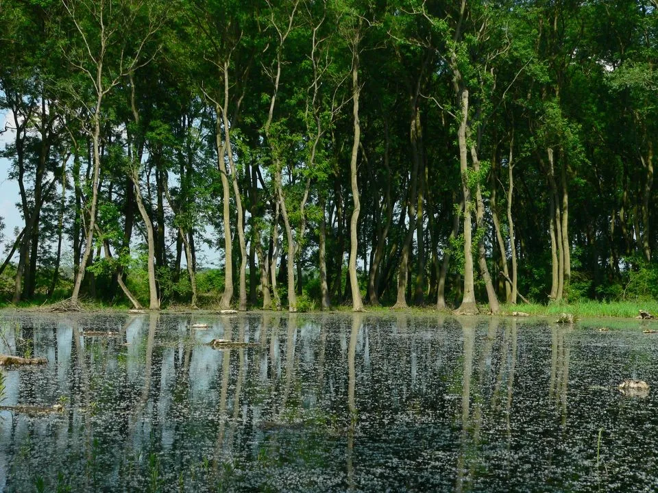 Láperdő az Ócsai Tájvédelmi Körzetben.