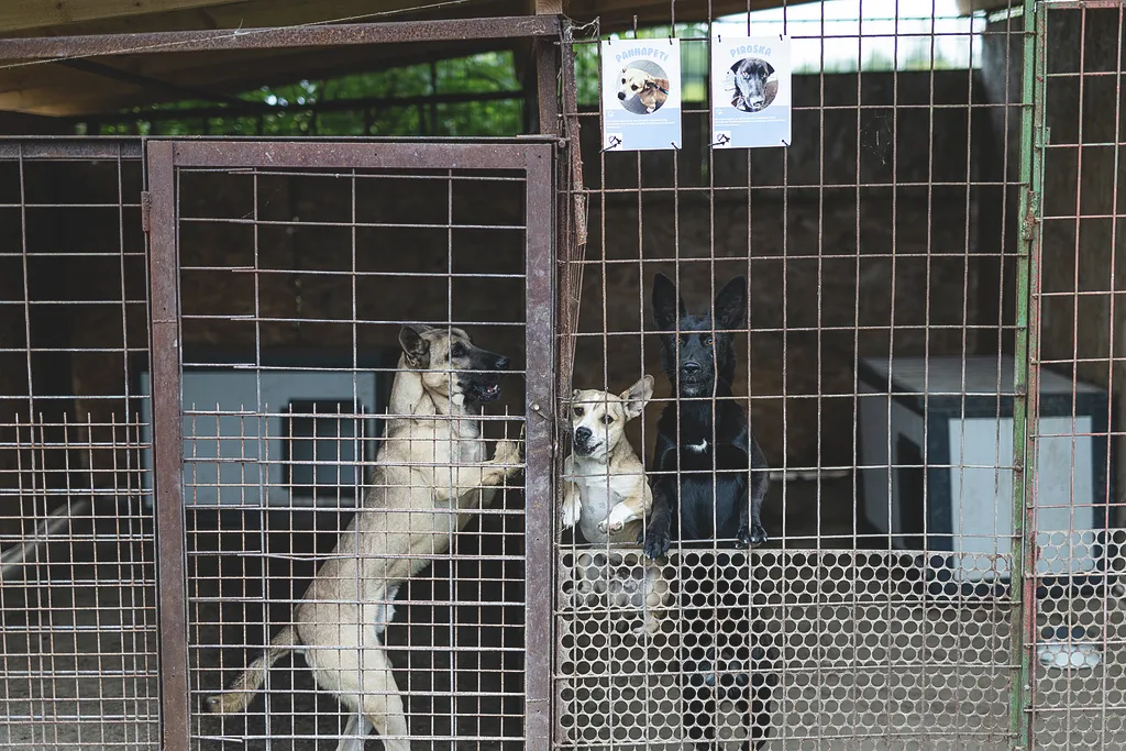 Laki Mancs Állatvédelmi Egyesület, LakiMancsÁllatvédelmiEgyesület, Lakitelek