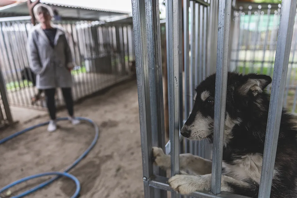 Laki Mancs Állatvédelmi Egyesület, LakiMancsÁllatvédelmiEgyesület, Lakitelek