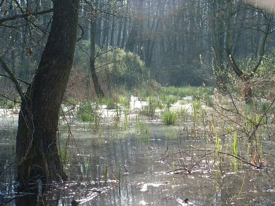 Ócsai Turjános, Ramsari terület.  Ócsai Tájvédelmi Körzet, a Turjánvidék titokzatos világa.