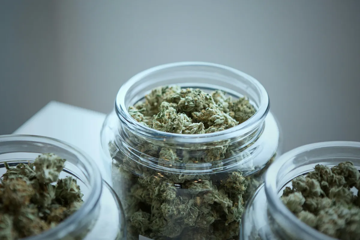 A drogcsempész influenszer kannabisszal üzletelt – Fotó: Unsplash