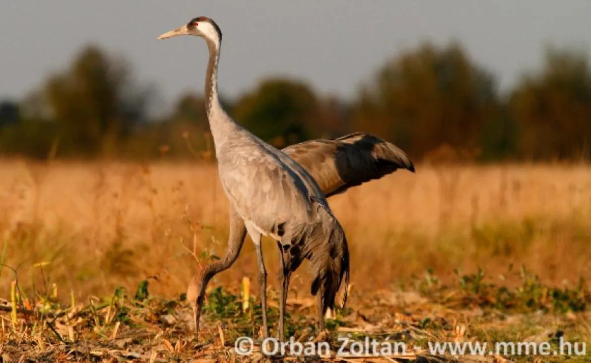 A daru (Grus grus) Magyarországon ritka fészkelő. Hazai állománya rövid távú vonuló, telelőterülete a Mediterráneum. Rendszeresen, nagy számban átvonul. Kis számban, rendszeresen áttelel.