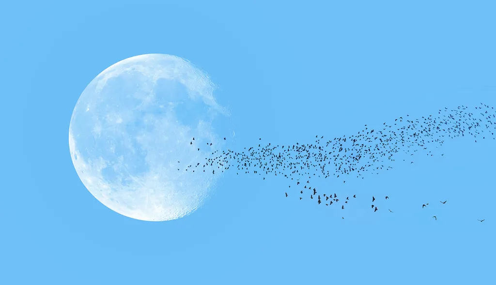 Vadász hold, telihold