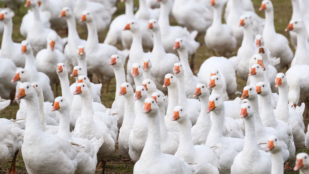 Jön Márton nap: elszálltak vajon a libaárak - árkörkép