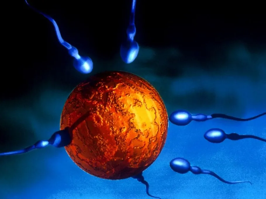 meddőség FERTILIZATION, DRAWING
VEM / BSIP (Photo by VEM / BSIP via AFP)