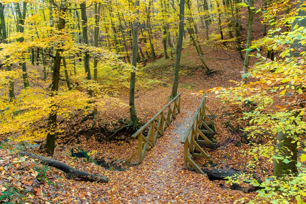 Pécs or Pecs city in Baranya county in Hungary during autumn with yellow and red leaves in Mecsek mountain like a fairy tale
