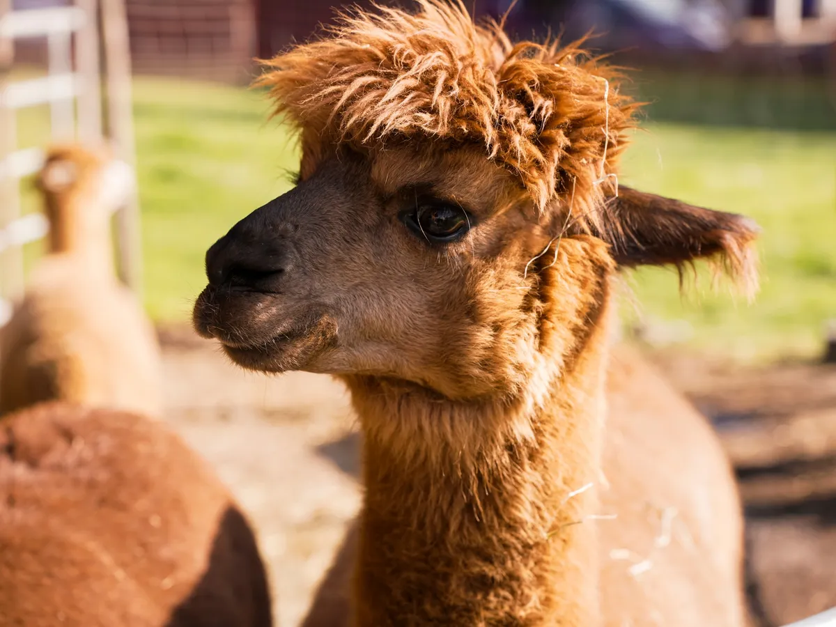 Alpaka, Alpaca, háziasított, rendkívüli finomságú gyapjáról ismert dél-amerikai teveféle, alpakaalpaca