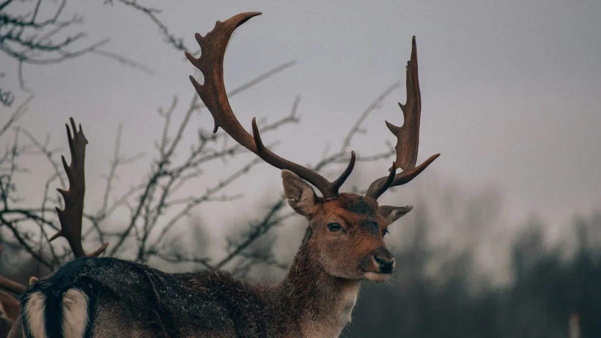 Horror a kertben: szarvasok ölték meg a nagymamát