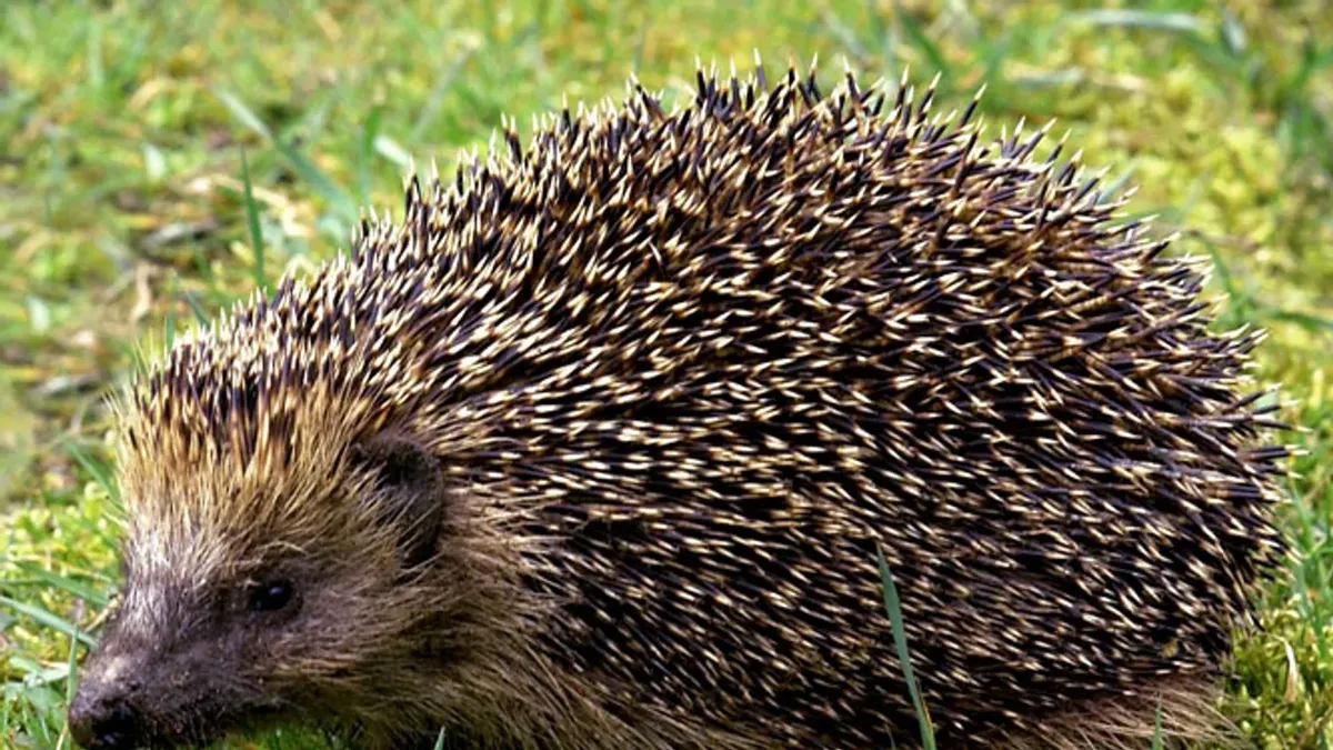 Csak a sünökön akart segíteni, brutálisan megverték az idős nőt