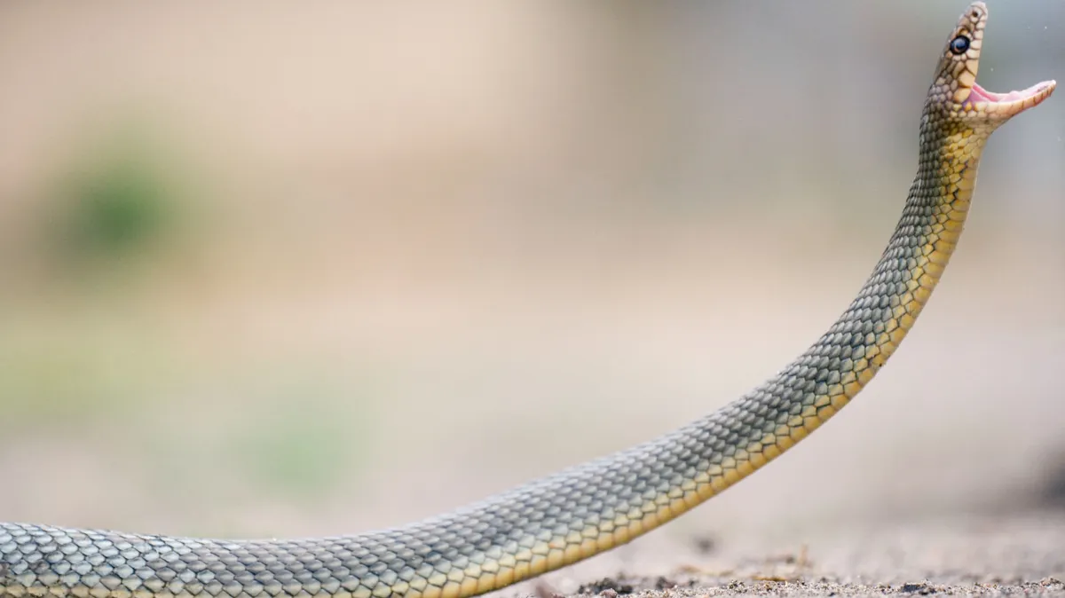 kígyó, Kaszpi haragossikló