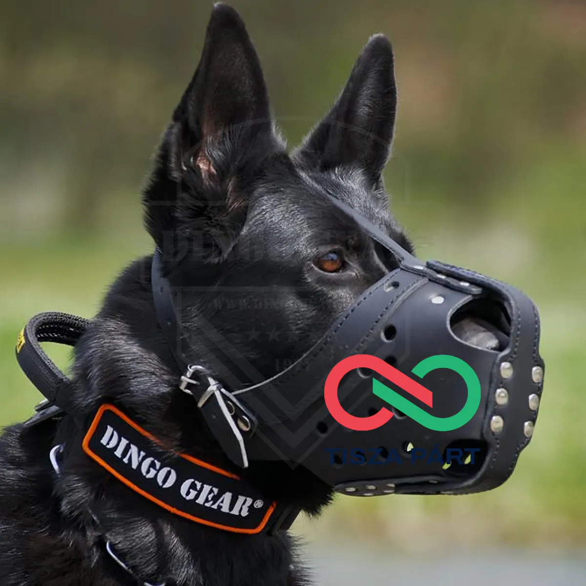 Tarr Zoltánon is szájkosár van. 