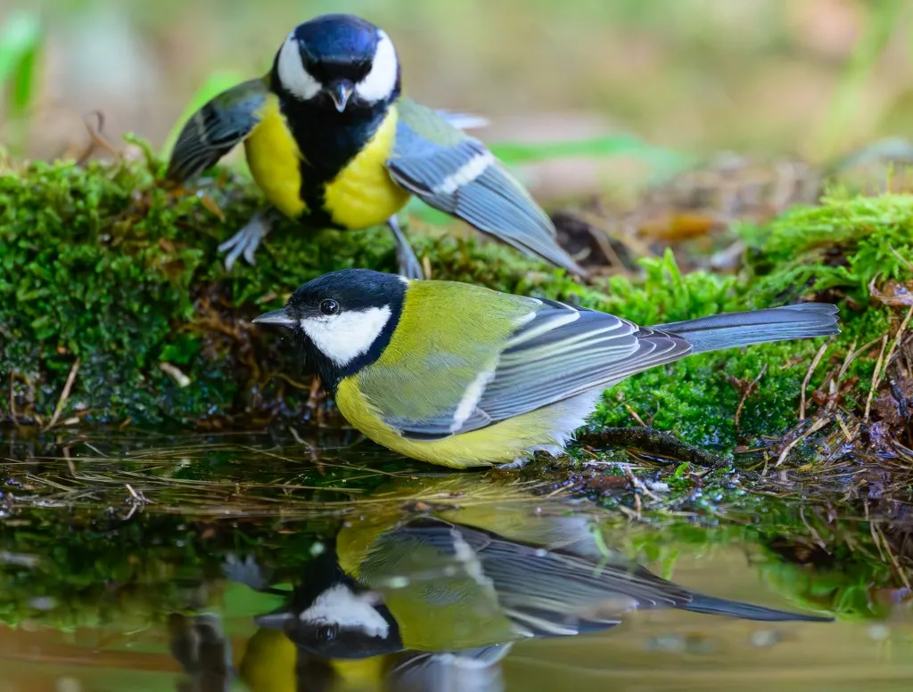 02 October 2025, Brandenburg, Sieversdorf: Two great tits (Parus major) are at a watering hole in the forest. Photo: Patrick Pleul/dpa (Photo by PATRICK PLEUL / dpa Picture-Alliance via AFP), kapcsolat