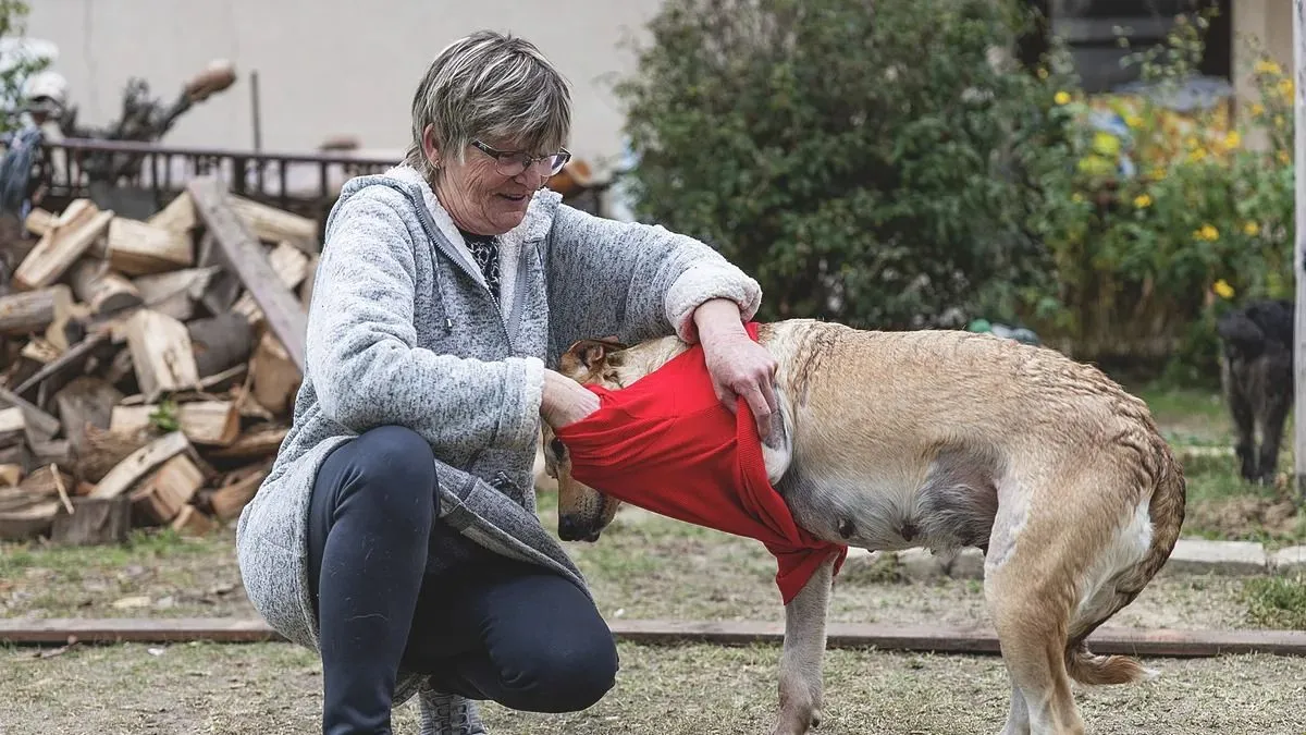 Börtönbe mehet a Rozi kutyát autójával vonszoló férfi