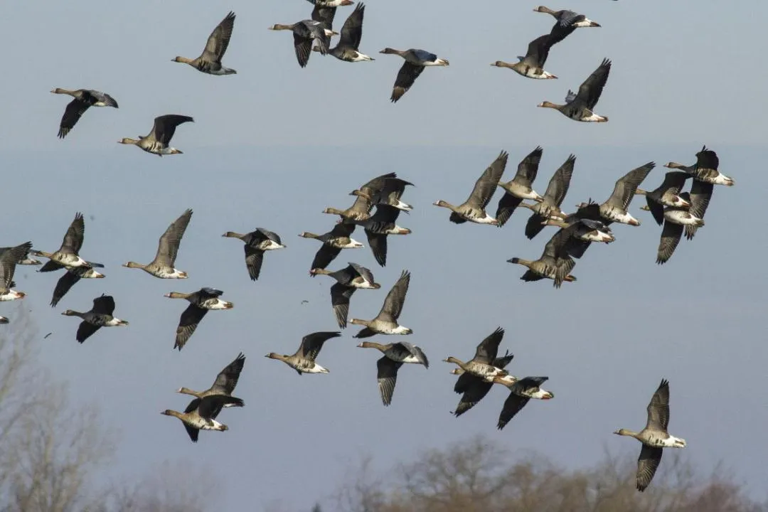 Táplálkozó területről felrepülő nagy lilik csapat. Ez a lúdfaj Magyarországon tömeges őszi és tavaszi átvonuló, legnagyobb számban az alföldi vizes élőhelyeken, de a Dunántúlon is jelentős számban figyelhető meg.