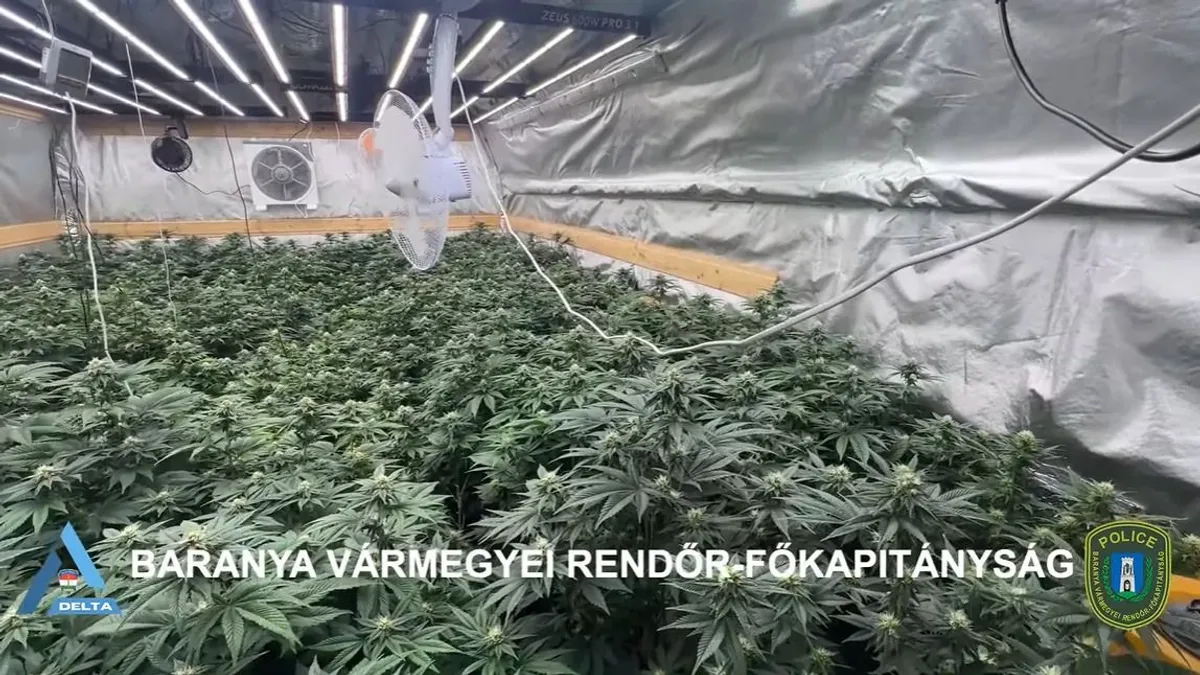 Újabb sikeres DELTA-akció: 108 tő kannabiszt foglaltak le – videóval
