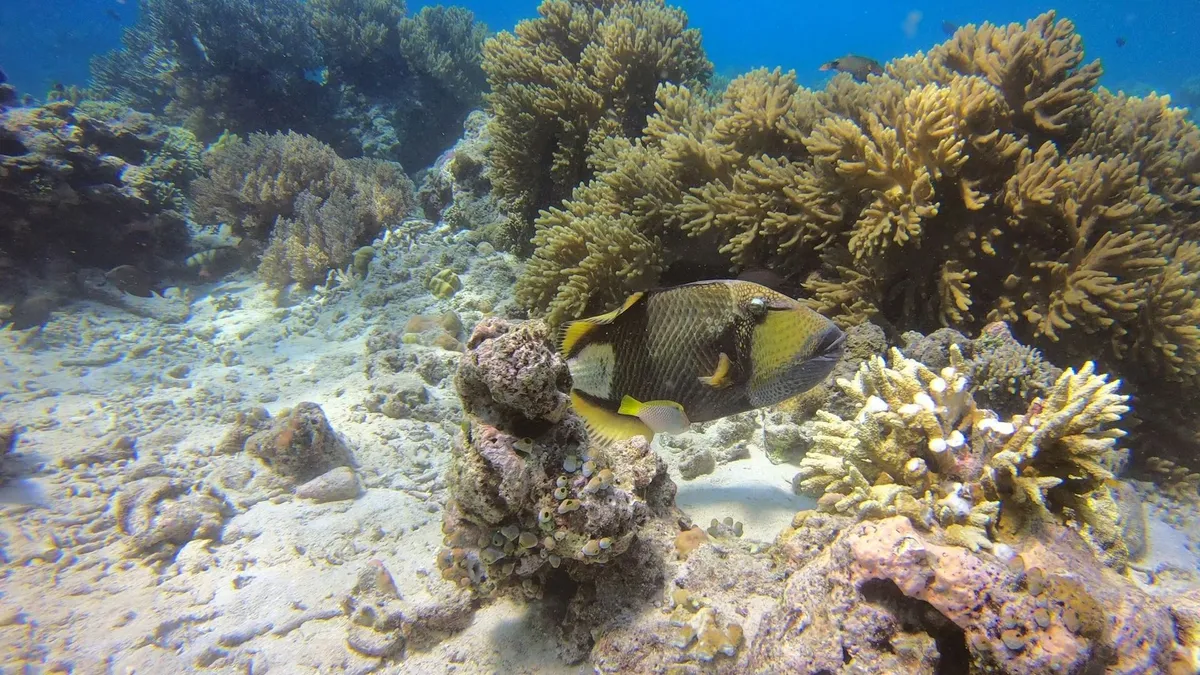 Brutális támadás búvárkodás közben: agresszív állat mart bele egy brit turistába - videó!