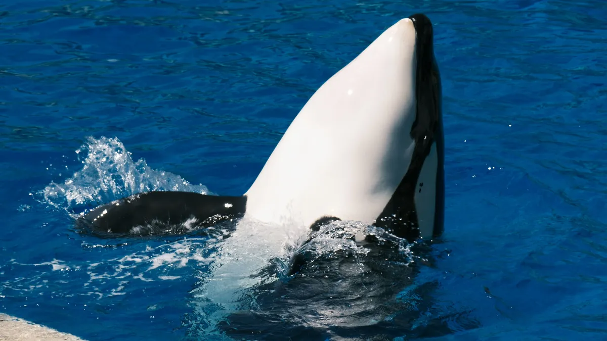 Döbbenetes drónfelvétel: új szokását fedezték fel a gyilkos bálnáknak – videó