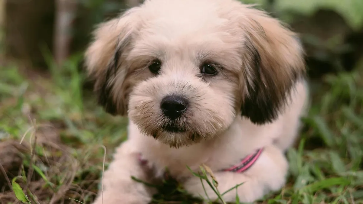 Vérlázító kutyagyilkosság: halálra verte és kukába dobta az állatot