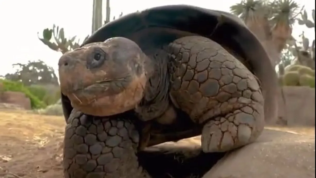 141 évig élt a matuzsálem, generációk kedvence volt San Diegóban – videó