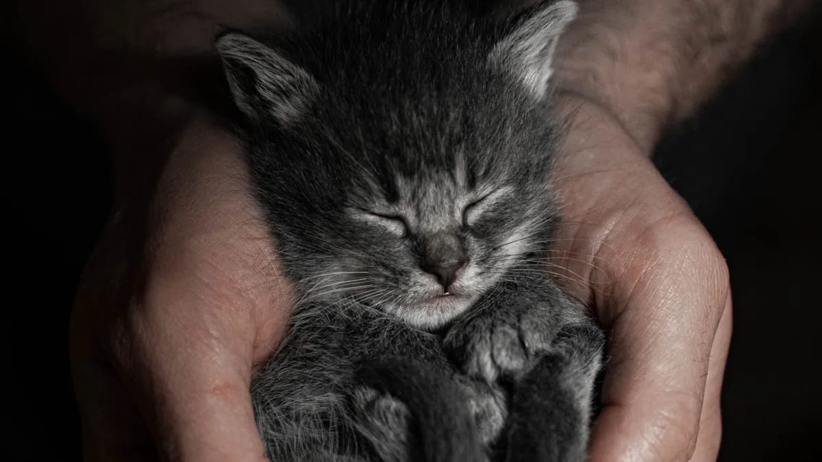 TikTokon közvetítette, ahogy kivégez egy macskát, hamarosan bekopogtat hozzá a rendőrség