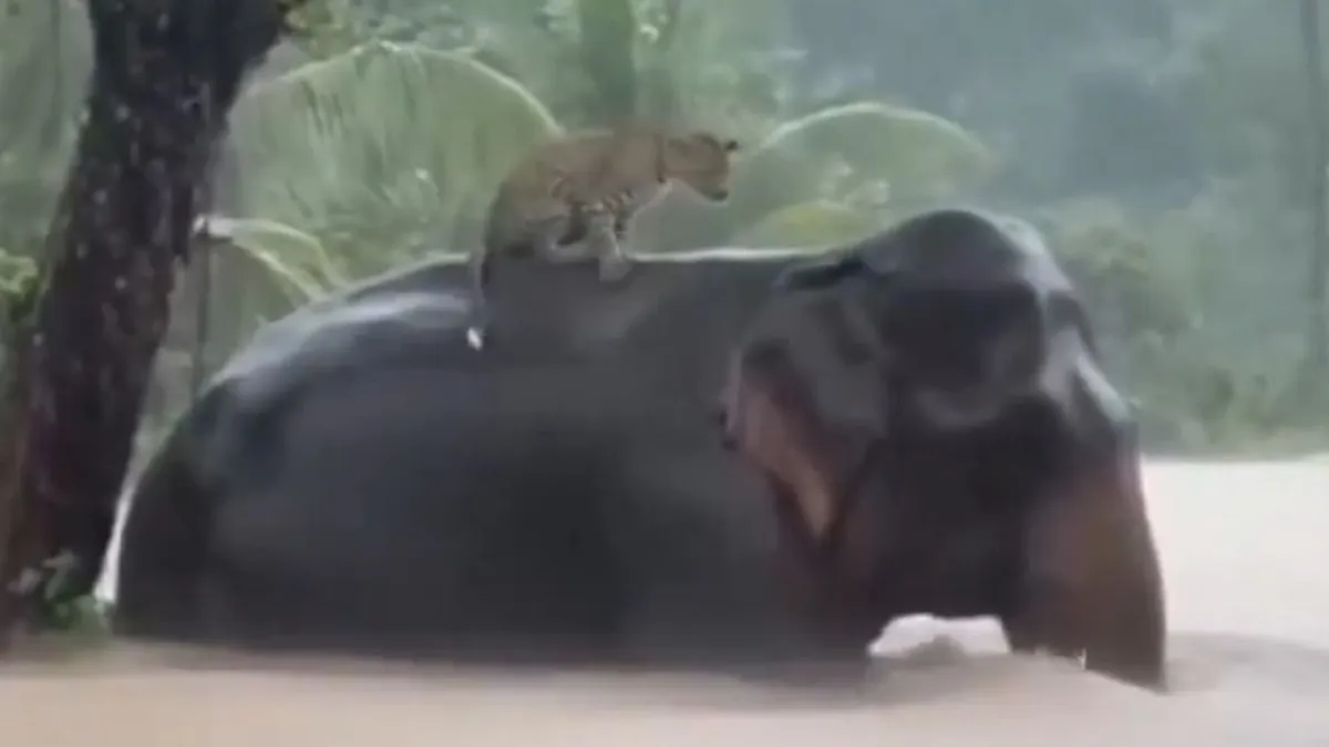 Megrázó videón, ahogy egy elefánt leopárdot ment az áradó vízben
