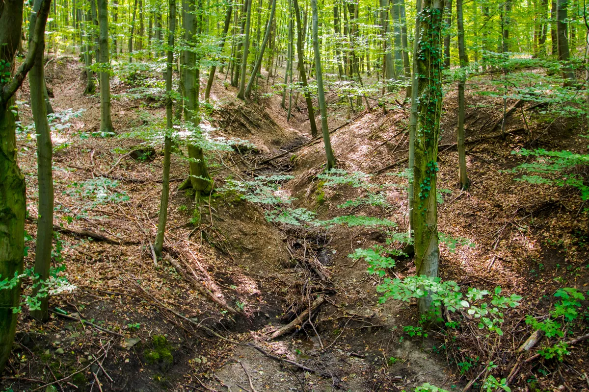 Forest near Dregely Castle in the Borzsony mountain in Summer