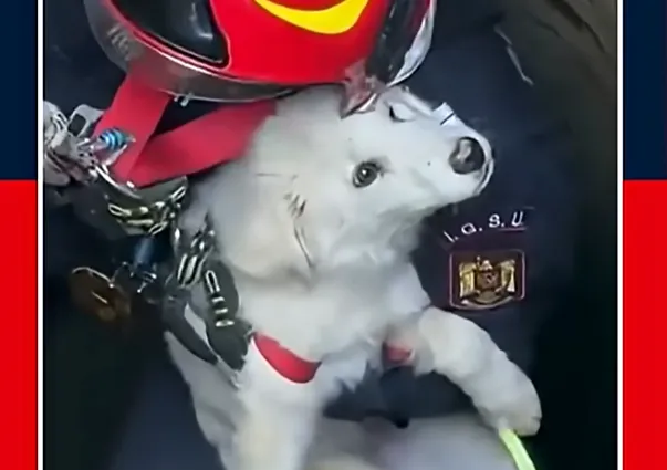 kiskutya