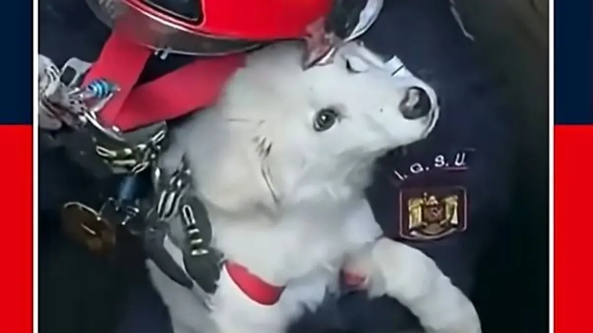 Hős tűzoltók mentettek ki egy kiskutyát egy 15 méteres kútból – videó