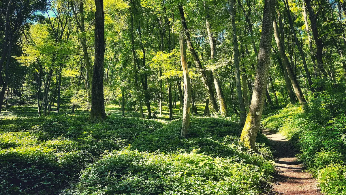 Szentélyerdők Magyarországon: Somogyi-dombság