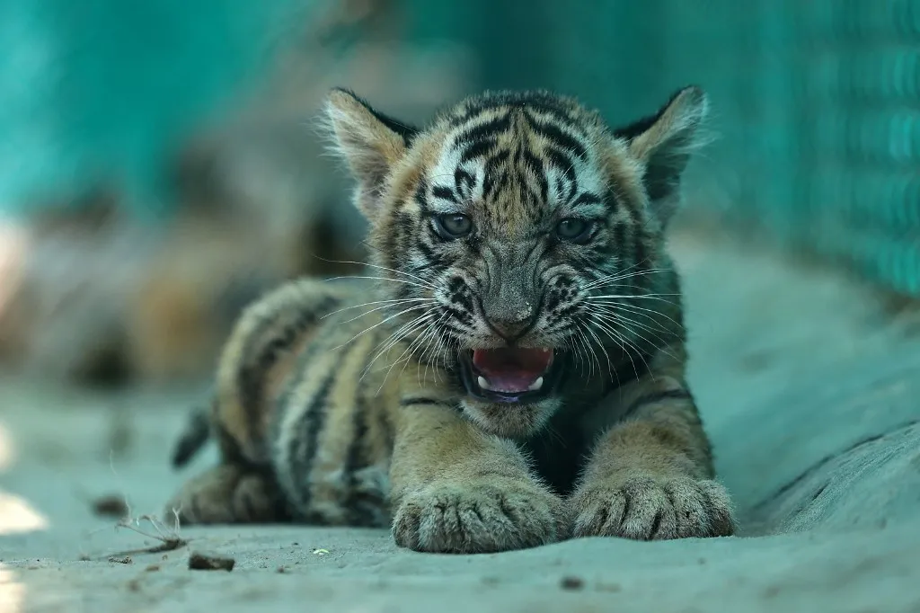 A tigris feltehetően nem megfelelő környezetből került az állatkertbe