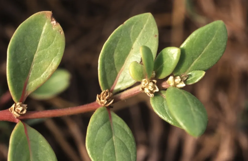 Alternanthera littoralis