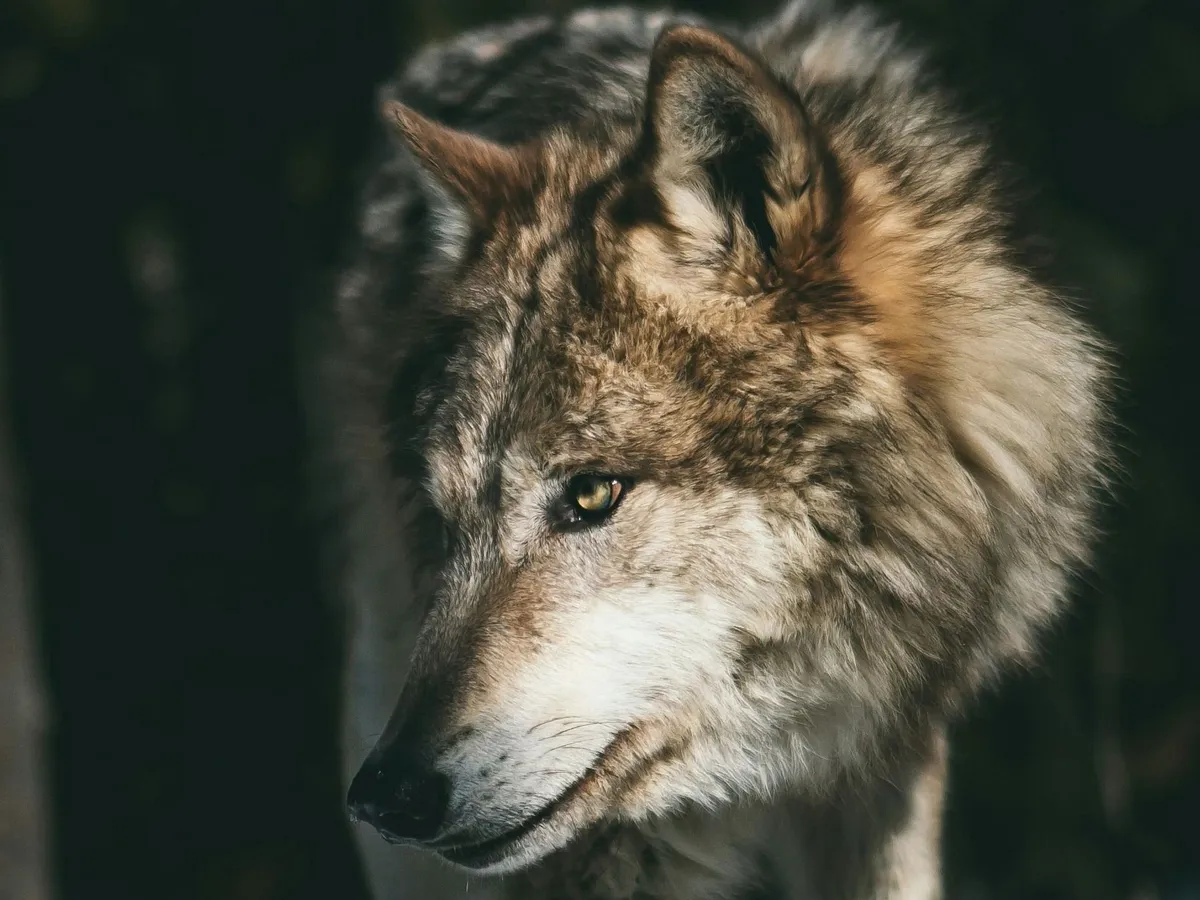 farkas