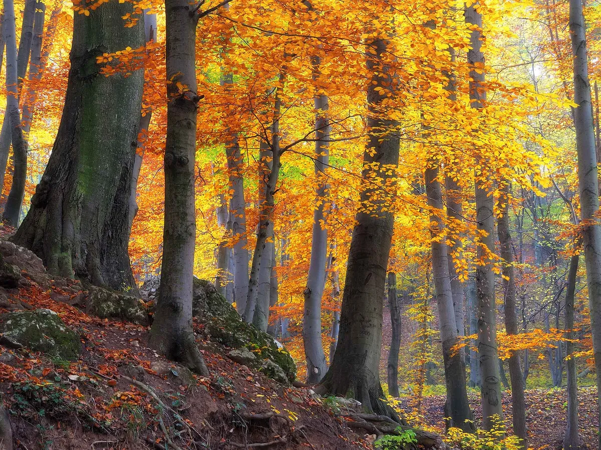 Autumn trees in the forest / Cuha valley in Bakony forest, Hungary
