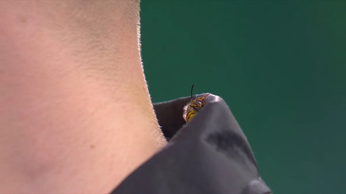 A darts-vb kabaladarazsa folyamatosan terrorizálja a játékosokat 