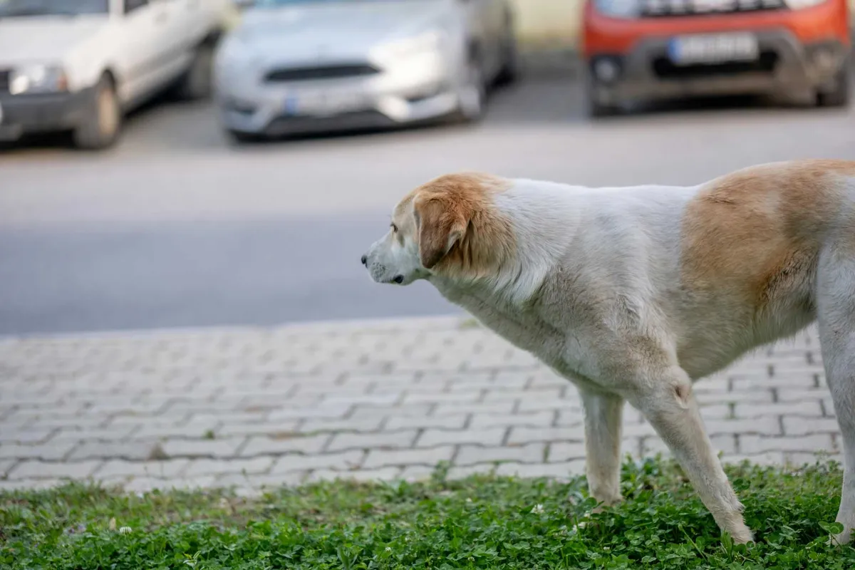 Autóban tesz kárt egy kóbor kutyafalka