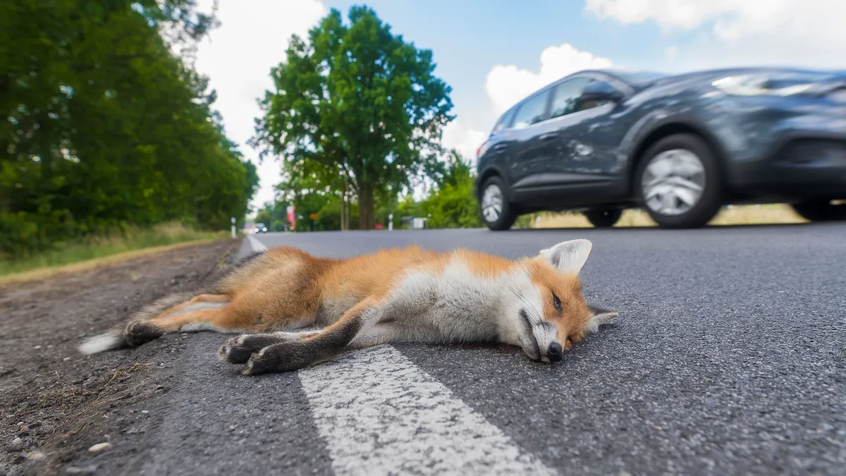 A young red fox lies run over on the side of the road, autó
