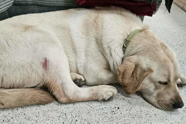 Meglőtt egy labradorkölyköt a gonosz szomszéd