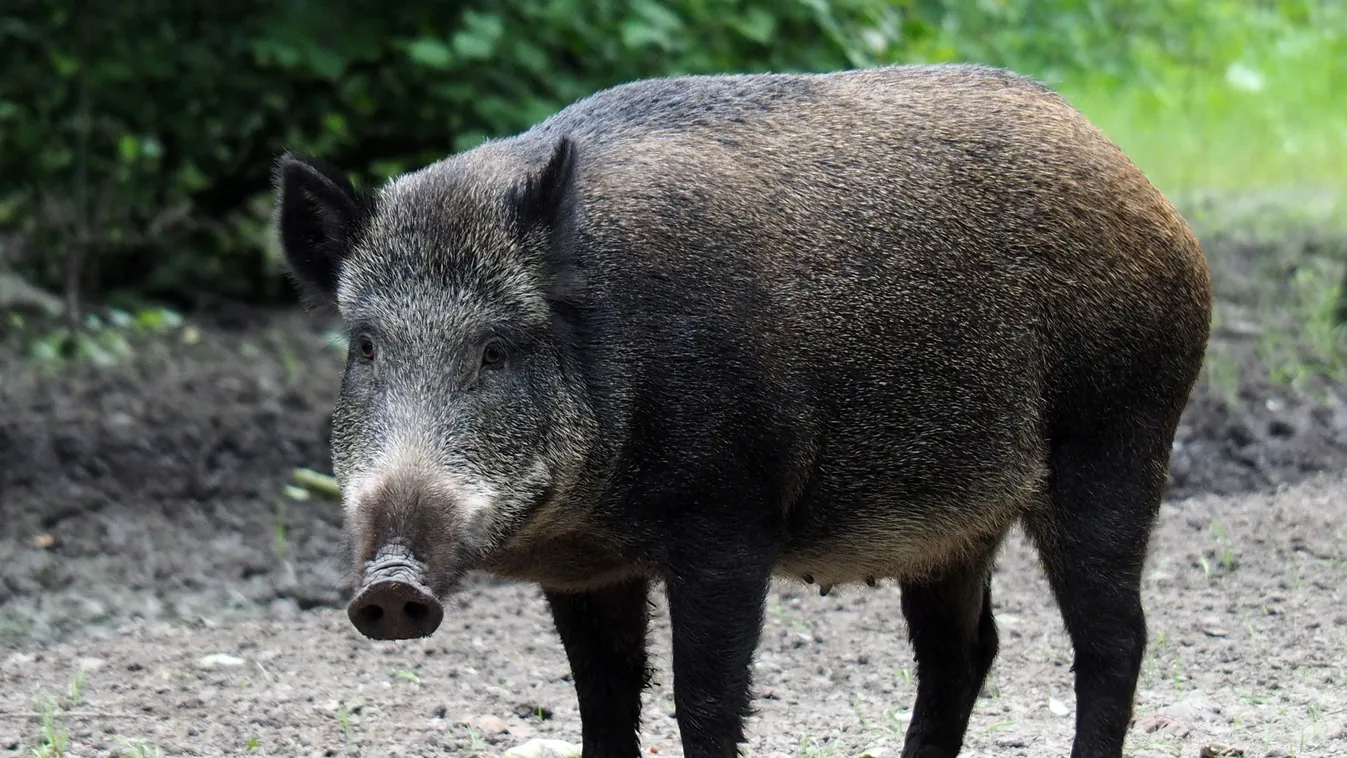 Genetikai erózió és reprodukciós transzfer a fukusimai exklúziós zóna hibrid sertéspopulációiban