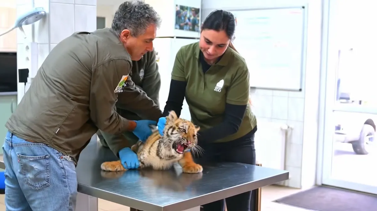 A kistigris egészséges, végleges otthonáról még döntenek