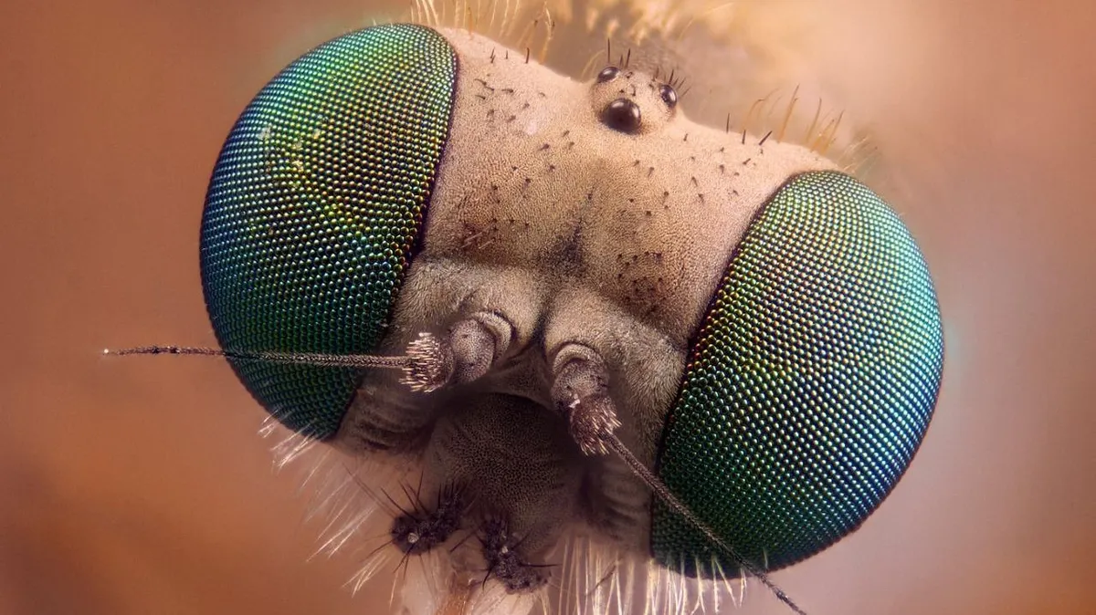 A légy és sok más rovar összetett szemei ommatídium mozaikokból áll, melyek egyenként fogják be a képeket, amiket aztán a rovar agya egyetlen képpé állít össze.