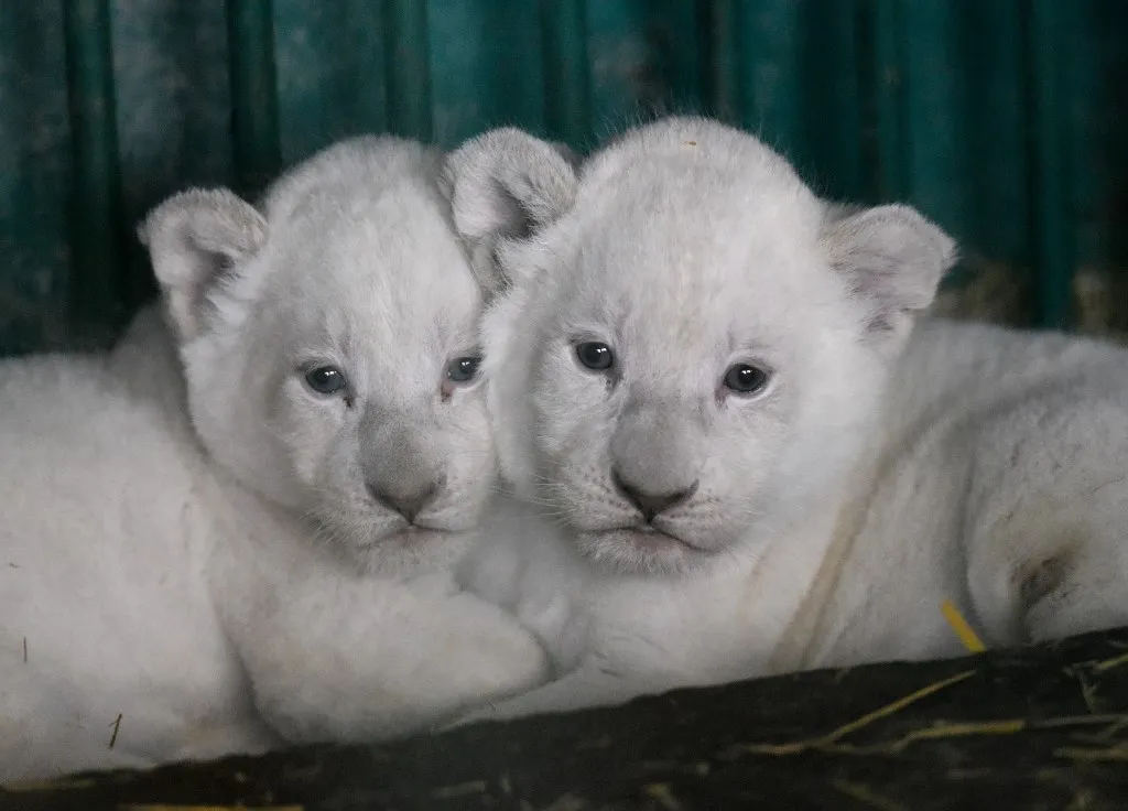 A venezuelai állatkert dokumentálja a fehér oroszlánkölykök fejlődését Fotó: ROBERT ATANASOVSKI / AFP
