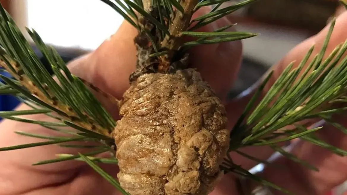 A karácsonyi rovarveszély elkerülése érdekében ellenőrizzük a fát. Ha ilyen képződményt látunk rajta, vigyük ki a szabadba!