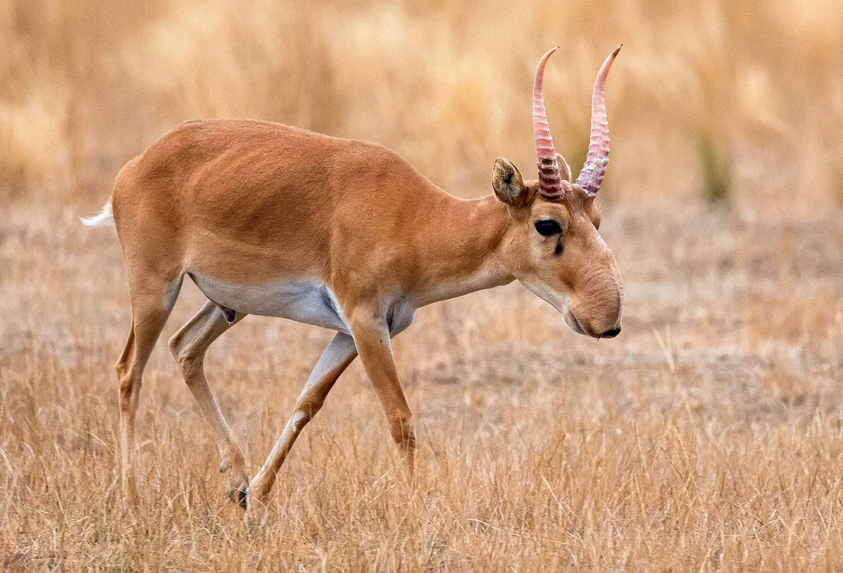 Male saiga antelope or Saiga tatarica walks in steppe