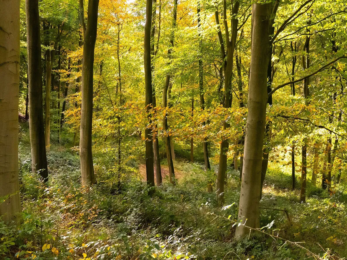 A mosómedve példányaokat az Ócsa környéki vadonban fogták be – Fotó: Shutterstock