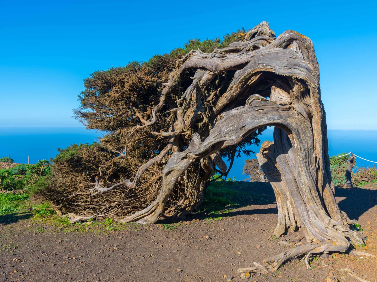 Wind bent juniper trees at El Sabinar at El Hierro island in Canary islands, Spain.