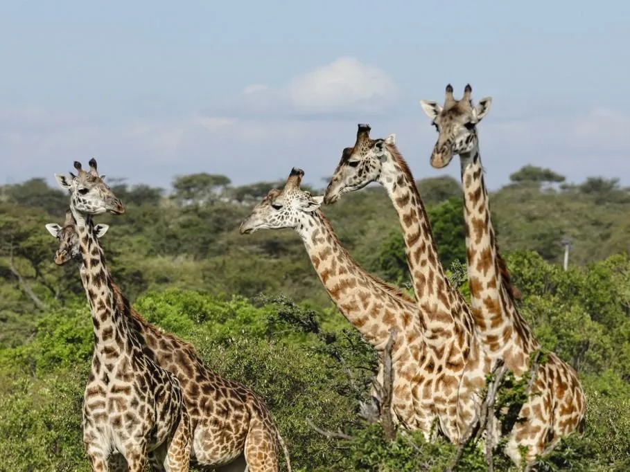 zsiráf A general view of Maasai Giraffe at the Nashulai Maasai Conservancy, the first ever community-owned and directed wildlife conservancy in the Masai mara - Serengeti ecosystem in Narok County, on 07 October, 2025. The Nashulai conservancy prides itself on the way the local Maasai people and their livestock live alongside wildlife. Many of the Maasai Mara's community conservancies make their money from foreign tourists who are sold the myth that Kenya's great plains have no people, when in reality local pastoralists have leased the land to a tourism company and moved elsewhere. (Photo by Tony KARUMBA / AFP)