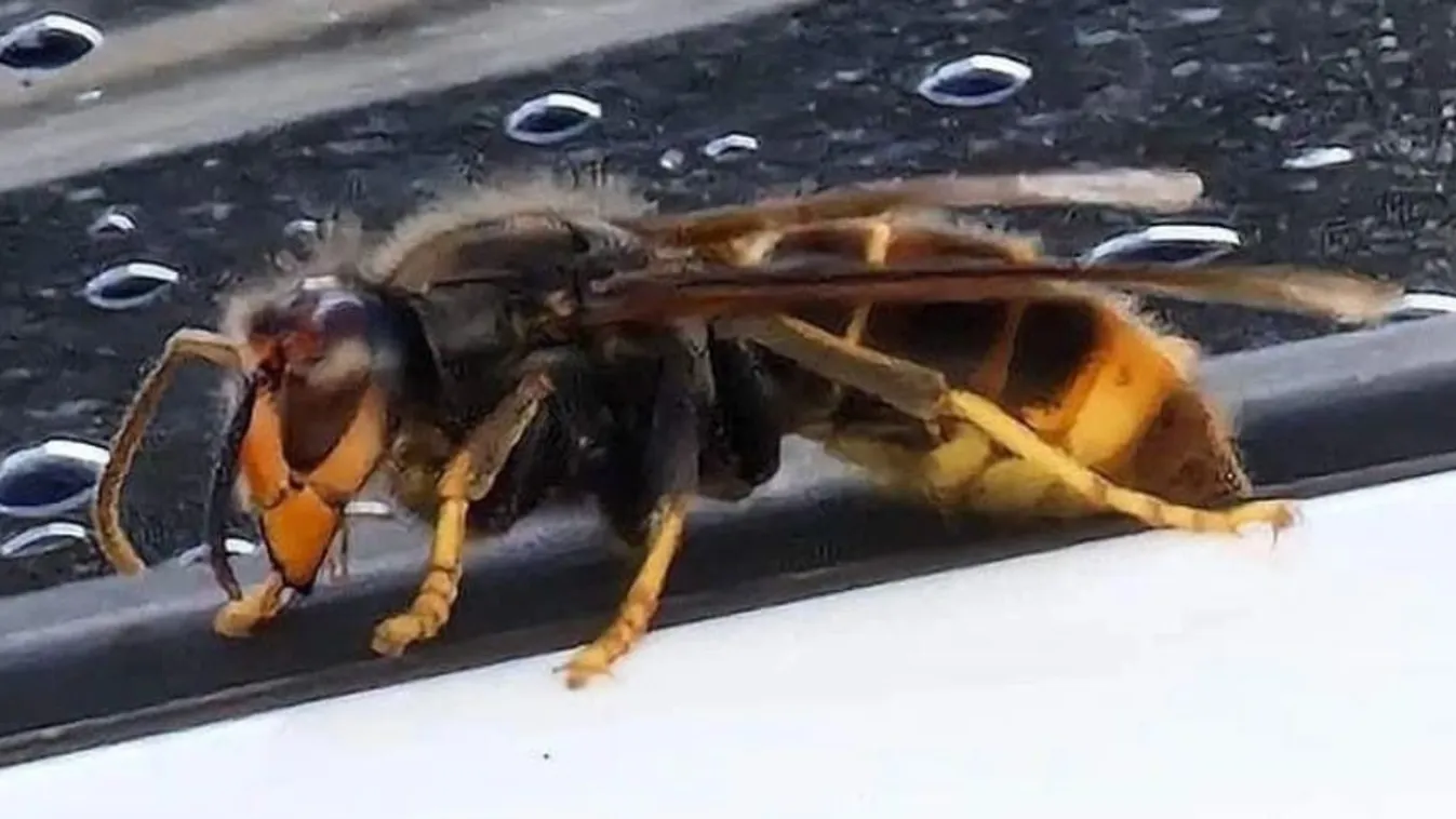 Kiadták a figyelmeztetést: megállíthatatlanul terjed a gyilkos lódarázs Kép