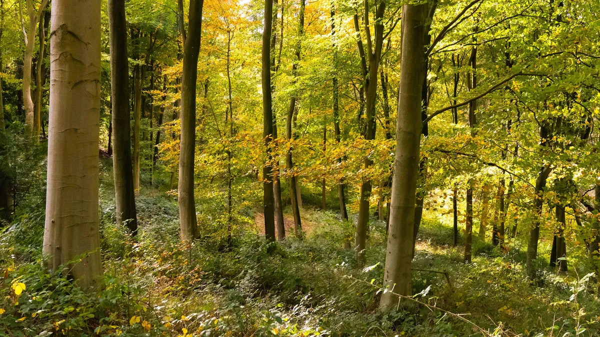 Majdnem kétszer annyi mikroműanyag részecskét találtak az erdőben, mint a városban